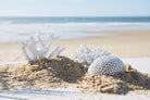 Deco Coral Bordemer White 20.5X19.5H11.5 Polyresin — The Hampton Home Shop