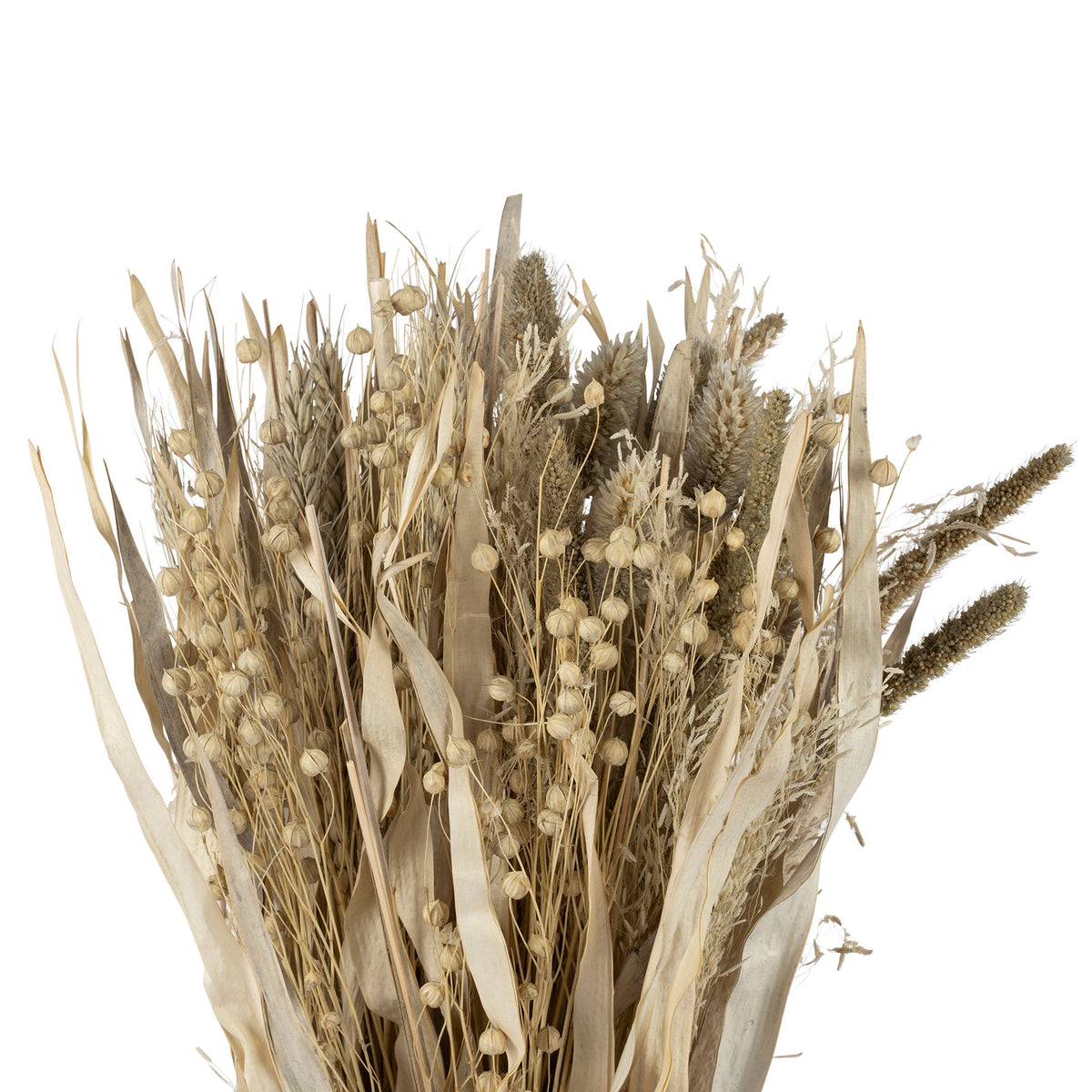Bouquet Alpiste-Millet Nat H60 Dried Plants — The Hampton Home Shop