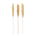 Brushwood X3 Holcus Nat H100 Dried Plants — The Hampton Home Shop