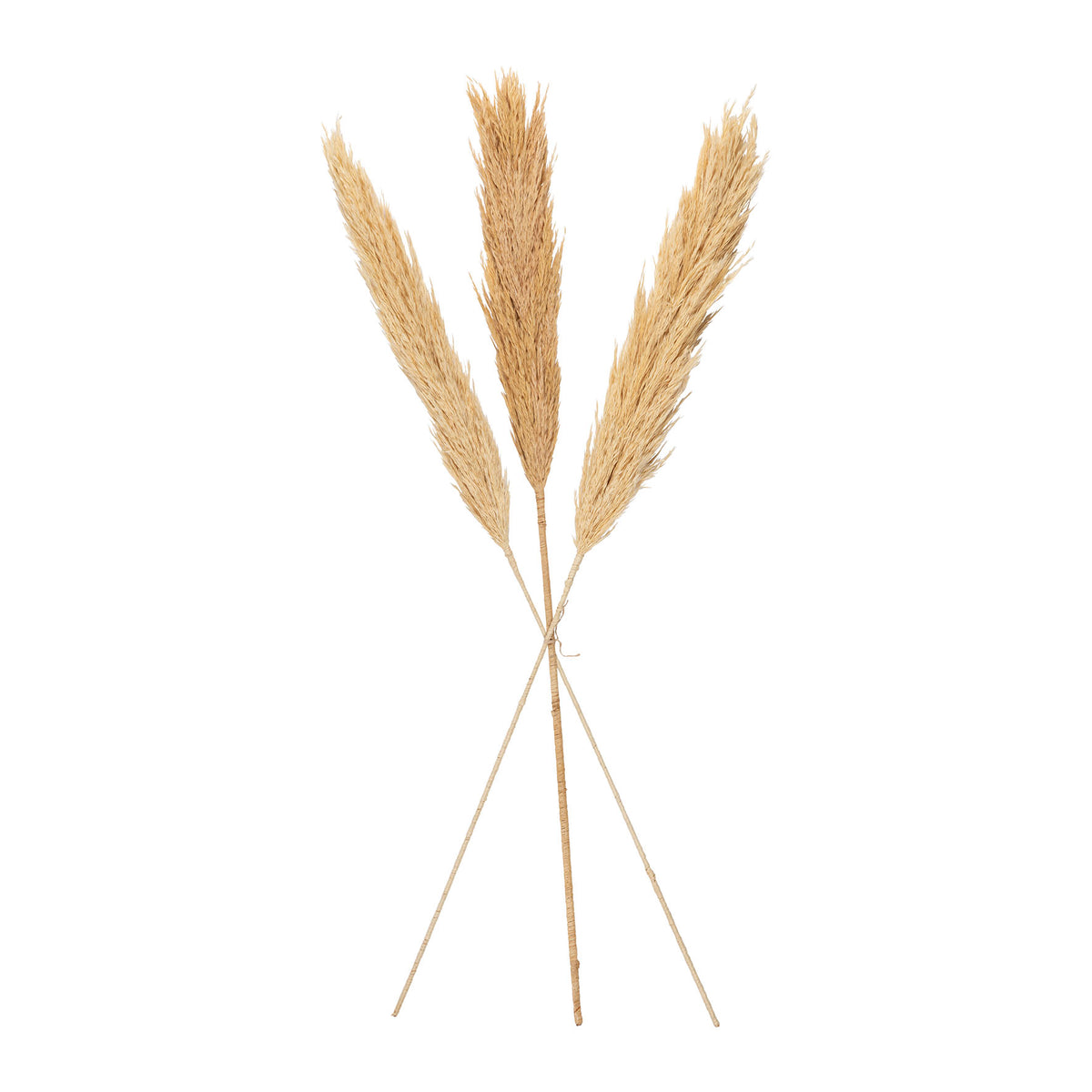 Brushwood X3 Holcus Nat H100 Dried Plants — The Hampton Home Shop